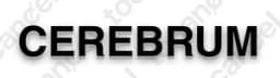 Cerebrum